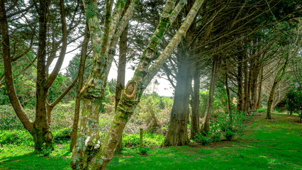 line of woods green grass