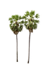 sugar palm tree isolated on white background