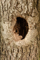 Hollow in the tree. Hole with dry oak leaf in tree trunk © Володимир Захаров