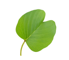Fototapeta premium Green leaves pattern, autumn plant leaf isolated on white background,Goat's Foot Creeper,Ipomoea antidote jellyfish,Ipomoea pes-caprae