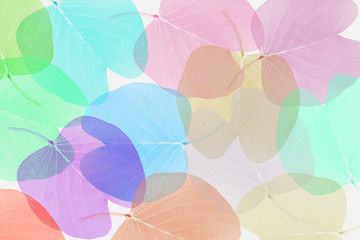 colorful leaves pattern,gradient color autumn leaf isolated on white background