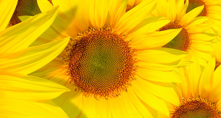 Amazing sunset over sunflowers field