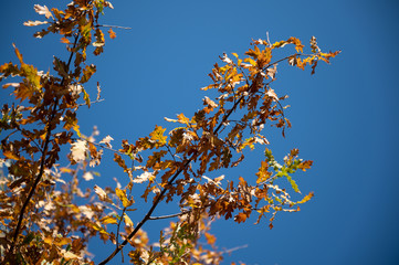 abstract background with autumn leaves