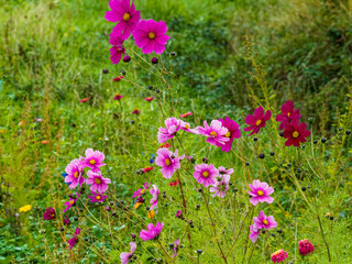 A field filled with windflowers and colorfull Mexican or garden cosmos (Cosmos bipinnatus) in shades of pink and purple blossom
