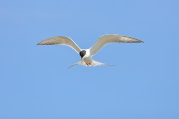 Tern hovering while fishing