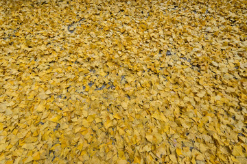 Fallen ginkgo leaves in autumn, Japan.