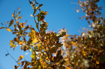 abstract background with autumn leaves