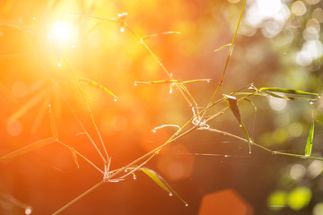 Small bamboo brances with leaves in the morning with a sun flare effect.