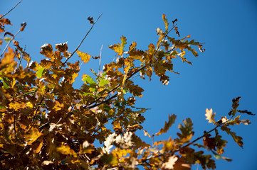 abstract background with autumn leaves