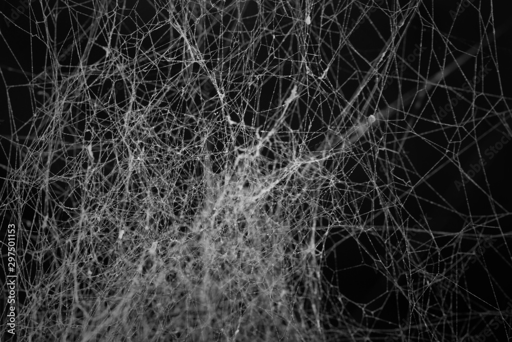 Wall mural spider web or cob web texture