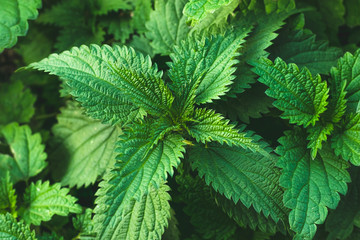 Bush of stinging-nettles. Nettle leaves. Top view. Botanical pattern. Greenery common nettle.