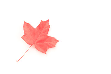One maple leaf in coral color on a white background. Autumn concept. Flat lay. Copy space.