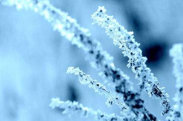 Dry grass covered with hoarfrost and snow on a winter day close-up. Nature background, blue color toned