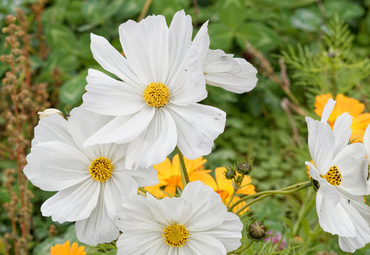 Cosmos bipinnatus - Cosmic beauty and windflowers of garden cosmos or Mexican aster in shades of white