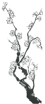 A branch of a blossoming sakura. Contour   flowers of plum mei and  wild cherry .  Oriental traditional illustration of tree in style sumi-e, go-hua,  u-sin.