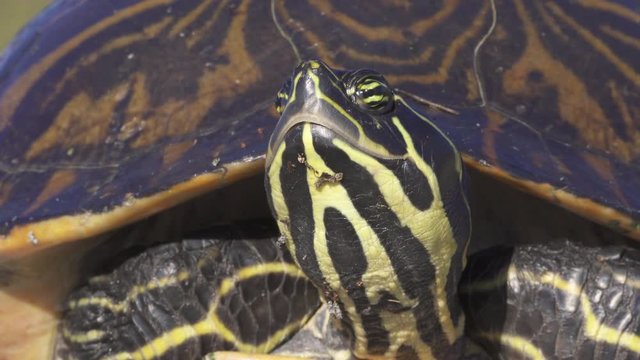 florida redbelly turtle closeup yellow and black
