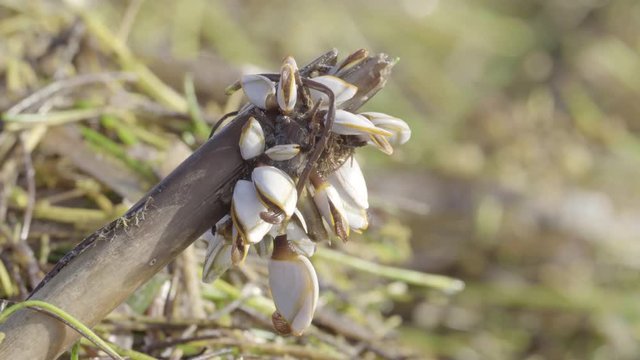barnacles articulating on beach wood