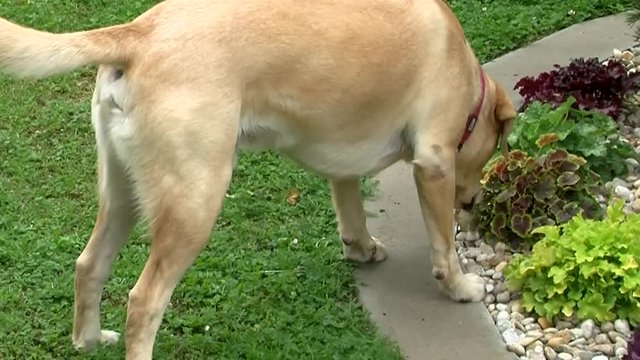 Schn&uuml;ffelnder suchender Labrador-Retriever