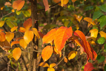 orange Blätter am Zweig