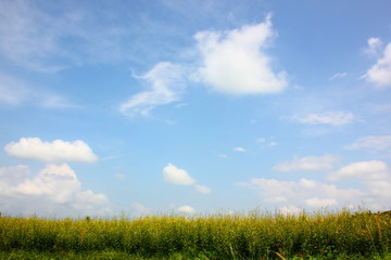 the beautifu sky with white cloud ,