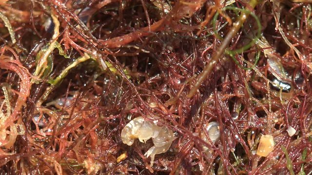 Gammarus jumps among red seaweed, Trying to hide in s water from summer sun. Gammarus is an amphipod crustacean genus in the family Gammaridae.