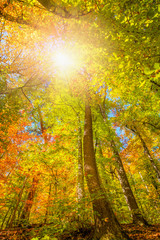 Autumn landscape in (seven lakes) Yedigoller National Park - Bolu, Turkey