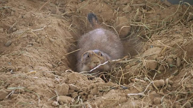 black-tailed prairie dog. zoo in the Thailand