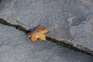 Fallen autumn leaves on the path.