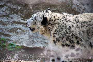 Obraz premium 雪豹