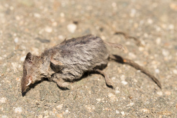 Common shrew (Sorex araneus), also known as the Eurasian shrew. Dead animal.