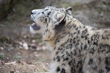 Obraz premium 雪豹の子供