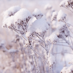 White snow lies on the grass in winter