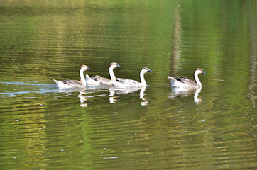 Goose swimming in the Huai Bong Resort, Nakhon Ratchasima