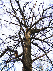 tree without leaves on the background of blue sky in autumn in the Park, Moscow.