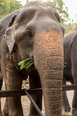 Naklejka premium Elephants at Khao Kheo Zoo, National Park of Thailand