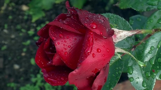 Edle rote Rosenbl&uuml;te mit Tautropfen verziert bewegt sich im Wind (Nahaufnahme)