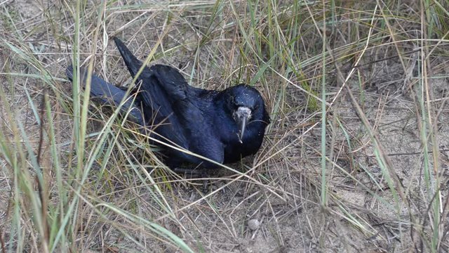Part 2. Crow with dislocated wing. Man lowers cured bird to the ground. Interested bird looks at the camera. View from above. Close-up.