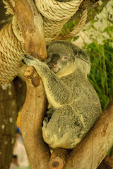 Animals and birds at Khao Kheow Zoo, National Park of Thailand