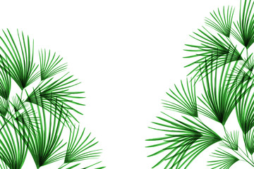 Fototapeta na wymiar Green leaves pattern,leaf palm tree isolated on white background