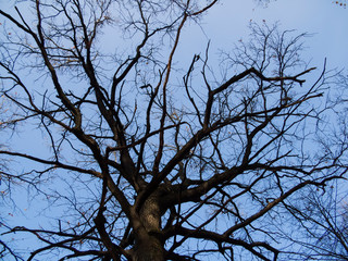tree without leaves on the background of blue sky in autumn in the Park, Moscow.