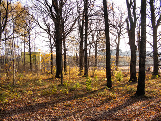 Sunny day in autumn Park, Moscow.