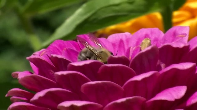 Rotpelzige Sabndbiene auf einer pinken Zinnie (Nahaufnahme)
