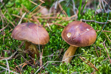 Lithuanian forest mushrooms