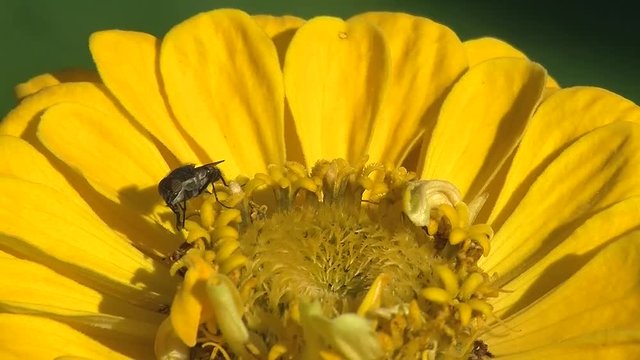 Auf der gelben Zinnienbl&uuml;te krabbelt eine graue Schmei&szlig;fliege