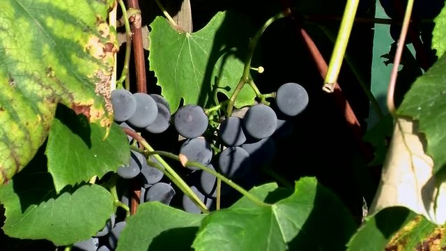 Herbst  - die blauen Weinbeeren sind reif