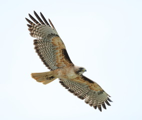 Hawk soaring 