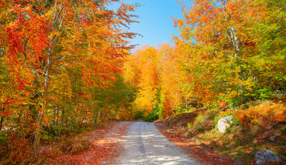 Fototapeta premium Autumn landscape in (seven lakes) Yedigoller National Park - Bolu, Turkey