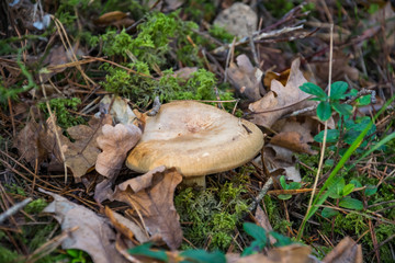 Lithuanian forest mushrooms