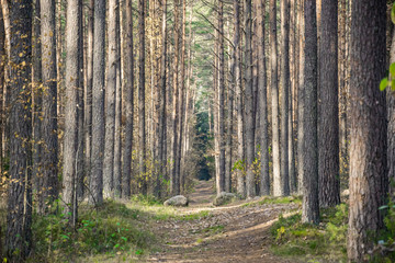 Obraz premium Autumn in Lithuanian forests