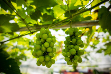 grapes with green leaves on the vine. shallow depth of field